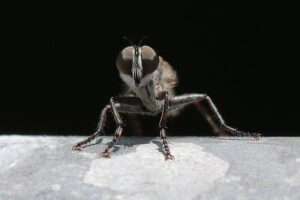 fly-fishing-flies-640x480-55919802.jpeg