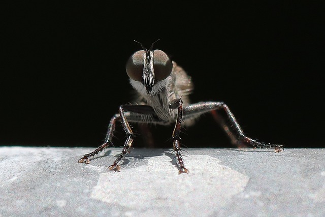 fly-fishing-flies-640x480-55919802.jpeg