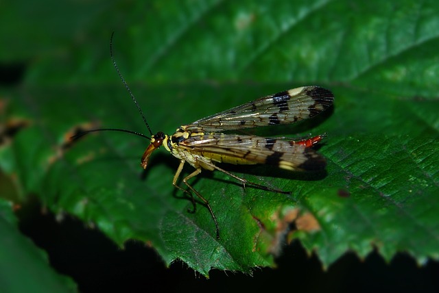 fly fishing flies
