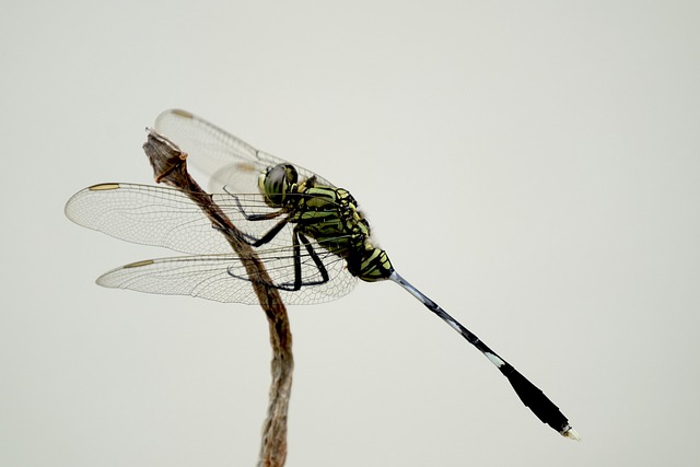 fly fishing flies