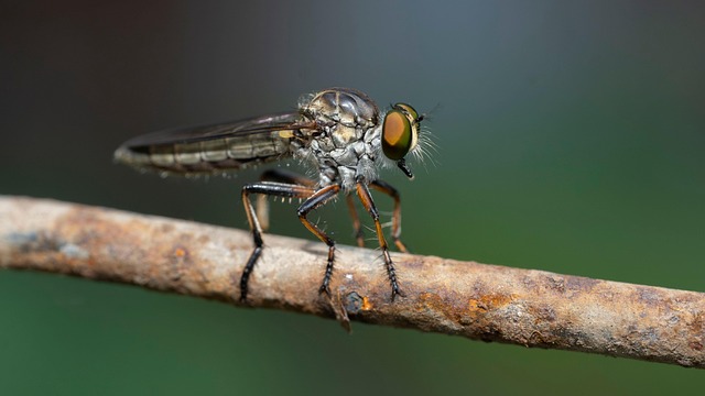 fly fishing flies