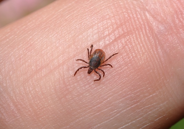 lice treatment