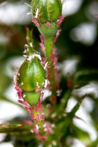 lice-treatment-640x480-51696954.jpeg