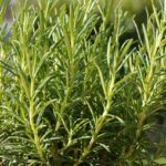 Seasoning Mixes: Unlocking Powerful Antioxidant Properties in Your Kitchen
