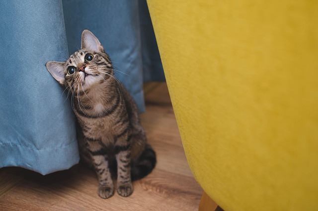 sonic cat repellents