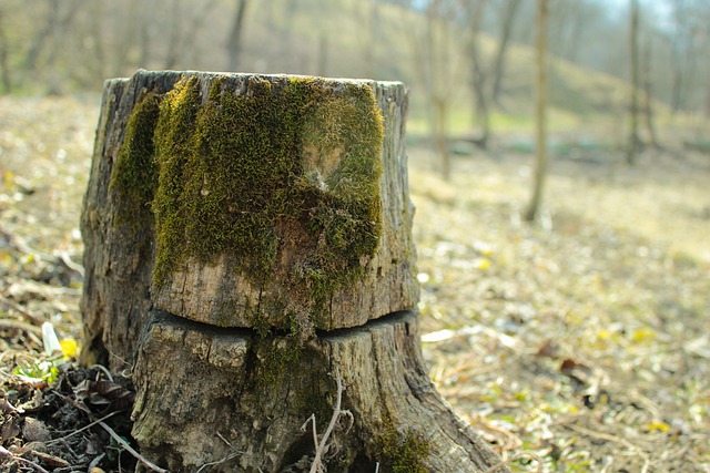 stump grinding