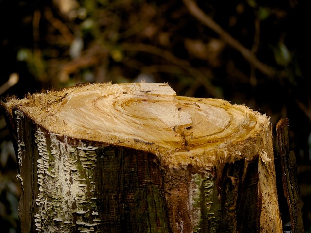stump grinding