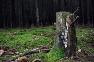 stump-grinding-640x480-91063919.jpeg