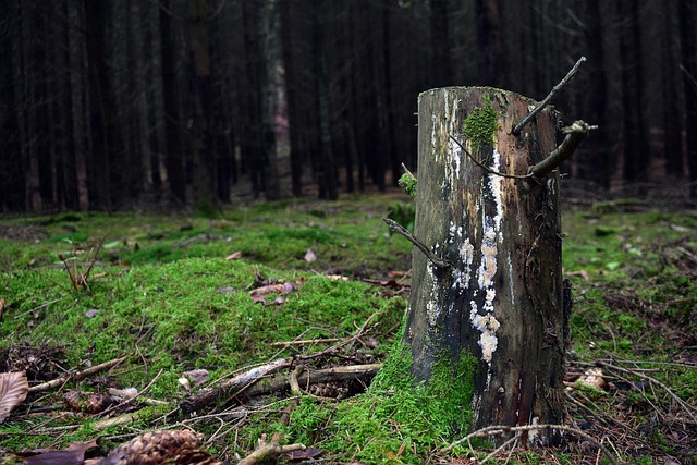 stump-grinding-640x480-91063919.jpeg