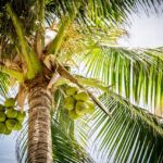 Portland OR Tree Removal: Safe Practices & Legal Considerations