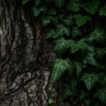 Vancouver WA Tree Services: Mastering Root Pruning for Healthy Trees