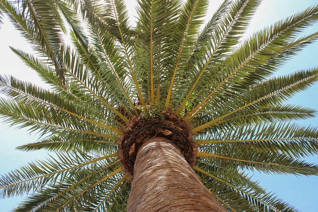 tree trimming