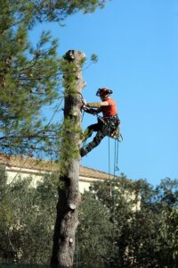 tree-trimming-640x480-51000657.jpeg