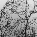 Mastering Portland OR Tree Trimming: Essential Services for Optimal Tree Health