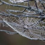 Maximizing Richardson TX Web Design Lead Generation via Optimized Contact Pages