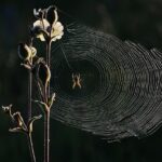 Garland TX Web Design: Optimizing Small Business Online Presence
