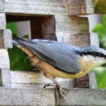 Soil Secrets for Healthy Trees in Portland OR