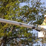 Diagnosing Tree Diseases in Vancouver WA Arborists’ Guide