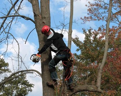 arborist-640x480-42290900.jpeg