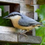 Portland OR Arborist: Expert Tree Risk Assessment for Safety