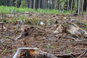 arborist-640x480-48035304.jpeg