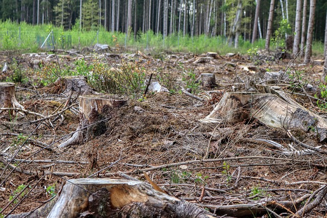 arborist-640x480-48035304.jpeg