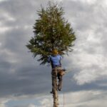 Tree Risk Assessment Portland OR: Arborist’s Urban Safety Guide