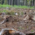 Vancouver WA Arborist: Diagnosing Tree Diseases Effectively