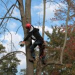 Portland OR Arborists: Green Infrastructure Planning for Urban Design