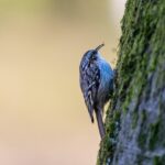 Vancouver WA Arborist: Advanced Defect Detection Techniques