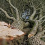 Arborist Training & Cert in Portland OR: Career Pathways