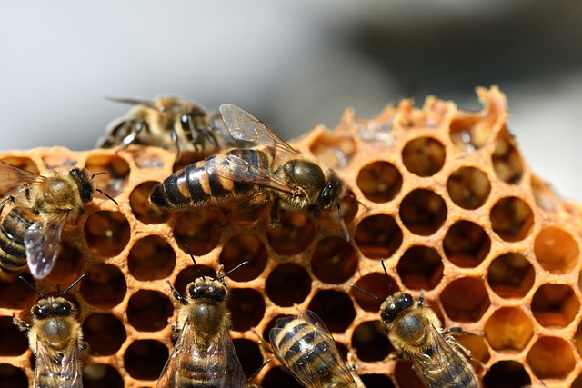 beekeeping supplies