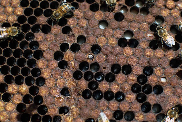 beekeeping supplies