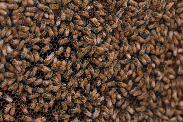 beekeeping supplies