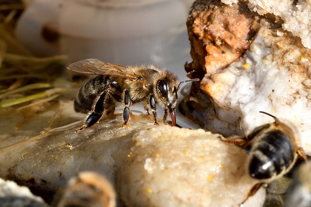 beekeeping supplies
