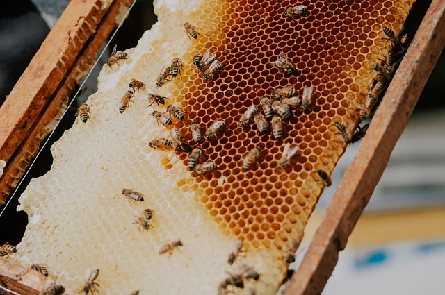 beekeeping supplies