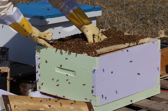 beekeeping supplies