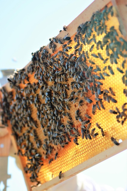 beekeeping supplies