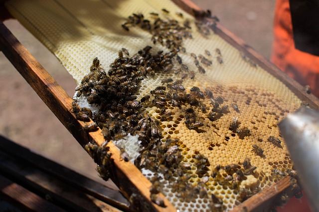 beekeeping supplies