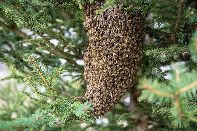 beekeeping supplies