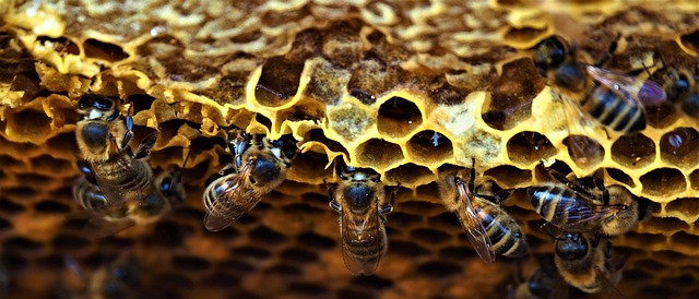 beekeeping supplies
