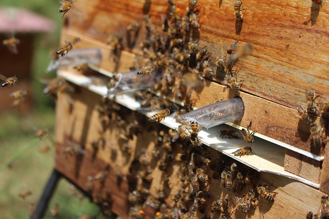 beekeeping supplies