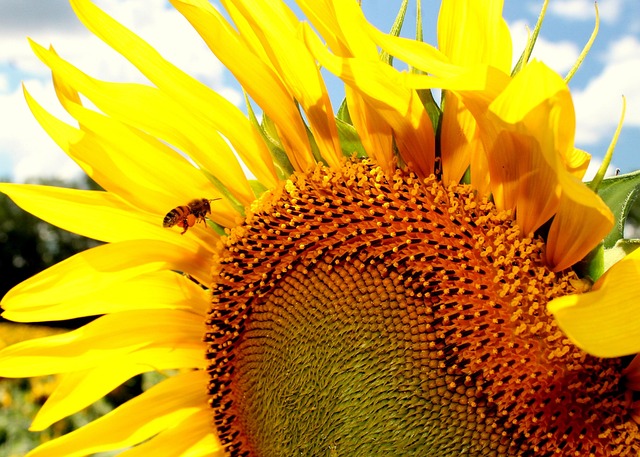 beekeeping supplies