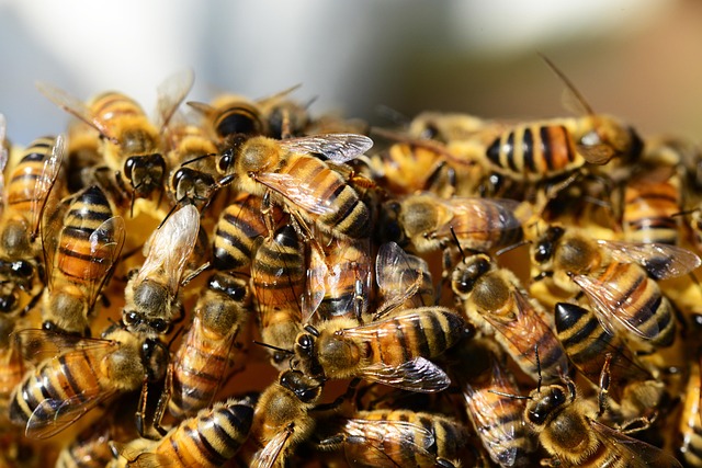 beekeeping supplies