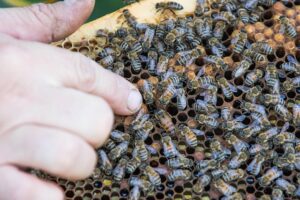beekeeping-supplies-640x480-50729924.jpeg