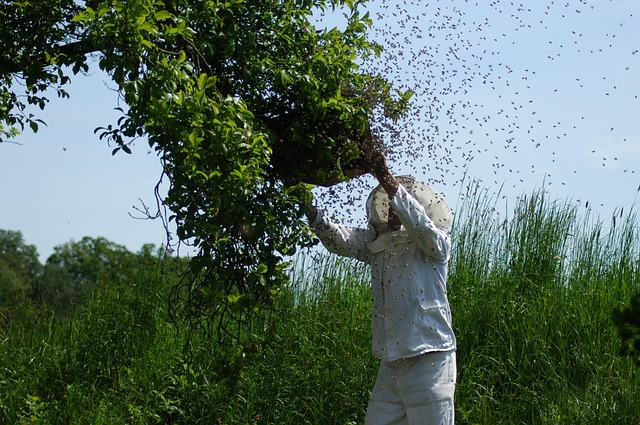 beekeeping supplies