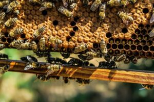 beekeeping-supplies-640x480-57685637.jpeg