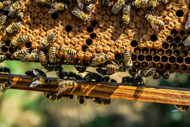 beekeeping-supplies-640x480-57685637.jpeg