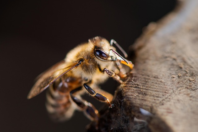 beekeeping supplies