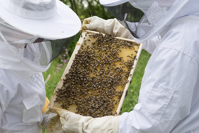beekeeping supplies